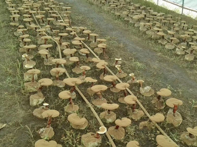 破壁靈芝孢子粉排名辨析 是消費參考，還是營銷游戲？